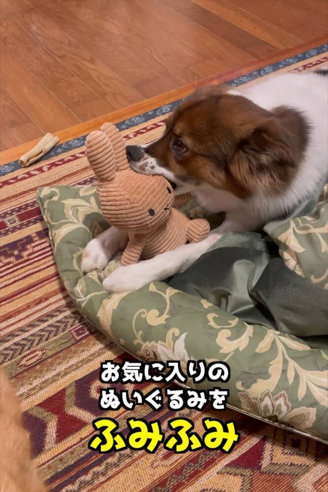 小さい頃から猫といっしょに暮らした犬→まさかすぎる成長を遂げた『現在の姿』が…「ニャって言いそう」「学会報告できないかな」と282万再生