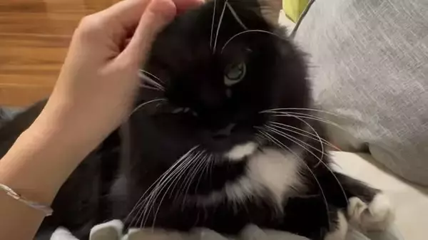 娘にギュッとハグされたまま寝られてしまった猫→次の瞬間…『まさかの光景』に笑顔になる人続出「はぁ〜幸せｗ」「癒された」の声