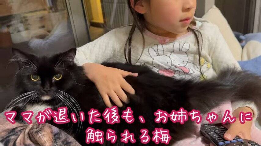 娘にギュッとハグされたまま寝られてしまった猫→次の瞬間…『まさかの光景』に笑顔になる人続出「はぁ〜幸せｗ」「癒された」の声