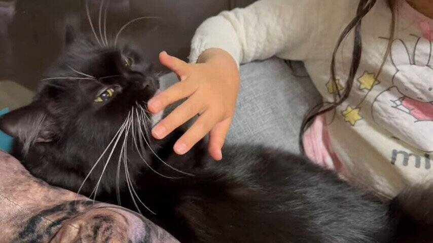 娘にギュッとハグされたまま寝られてしまった猫→次の瞬間…『まさかの光景』に笑顔になる人続出「はぁ〜幸せｗ」「癒された」の声