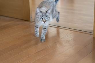 猫との暮らしで『避けるべき床』の特徴3つ　ケガやトラブルに繋がるリスクから改善策まで