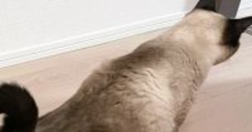 気持ちよさそうに伸びをしていた猫→『しっぽ』を見たら…可愛すぎる『形』に３万いいね「おいしそう～」「チョコ味かなｗ」と反響