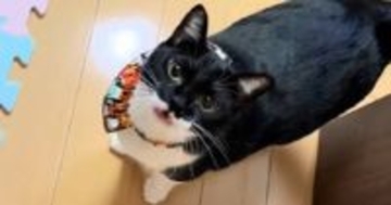 ネコの名前を呼びながらドアを開けた、次の瞬間…たまらなく愛おしい『お返事』に癒される人続出「しゃべってるね」「あー可愛すぎ」と反響