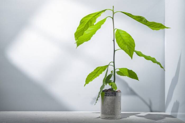 猫にとって『アボカド』が危険な理由3つ　起こりうるトラブルから誤飲したときの対処法まで