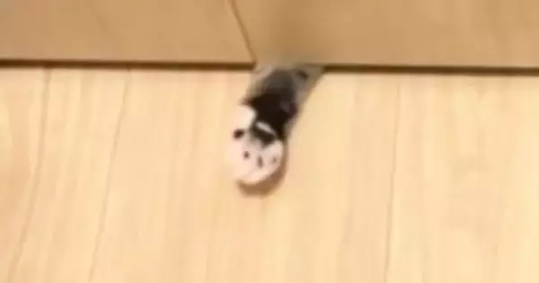 トイレに入っていると、ドアの下から『猫』が…まさかの行動が可愛すぎると51万再生「今助けるニャ」「隙間が空いてる理由が分かったｗ」