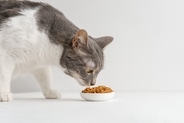 猫がご飯を食べない『食べムラ』の原因とは？すぐに試したい4つの対処法もご紹介