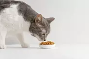 猫がご飯を食べない『食べムラ』の原因とは？すぐに試したい4つの対処法もご紹介
