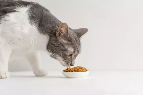猫がご飯を食べない『食べムラ』の原因とは？すぐに試したい4つの対処法もご紹介