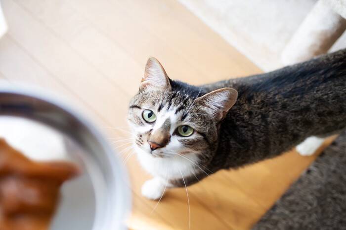 猫がご飯を食べない『食べムラ』の原因とは？すぐに試したい4つの対処法もご紹介