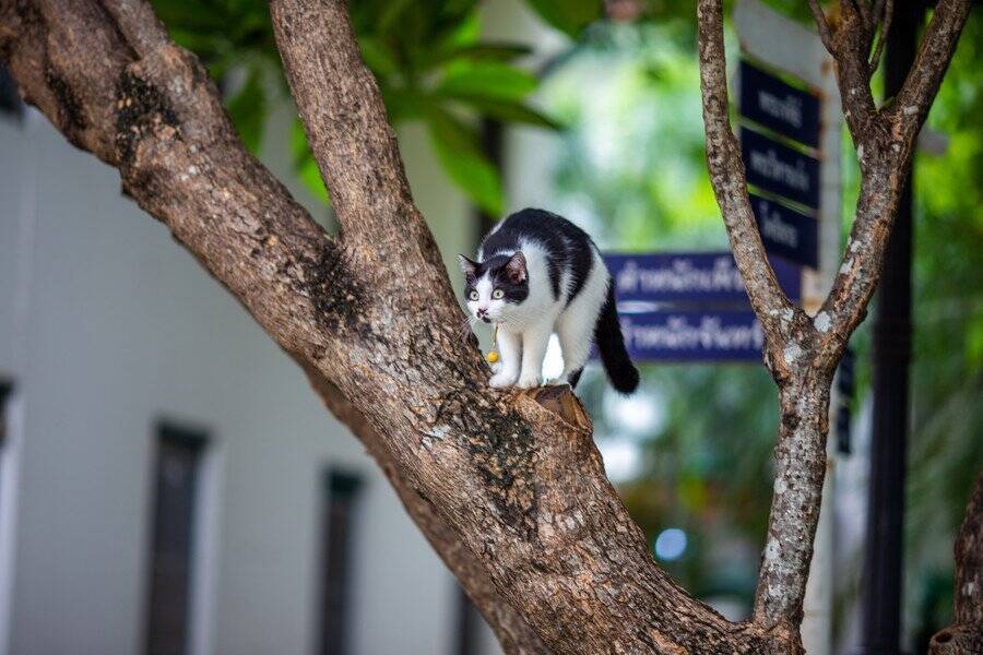 英国の外務省で活躍し「官邸猫Larry」のよきライバルだった白黒猫が、惜しまれつつ虹の橋を渡る　バミューダ諸島　