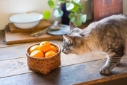 猫が本気で嫌がる『大嫌いなもの』5選　避けてあげるべき理由や不快に感じているサイン