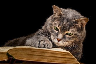 猫の『頭の良さ』に感心させられる瞬間3つ　想像以上に考えて生きている？賢い行動が取れる理由もご紹介