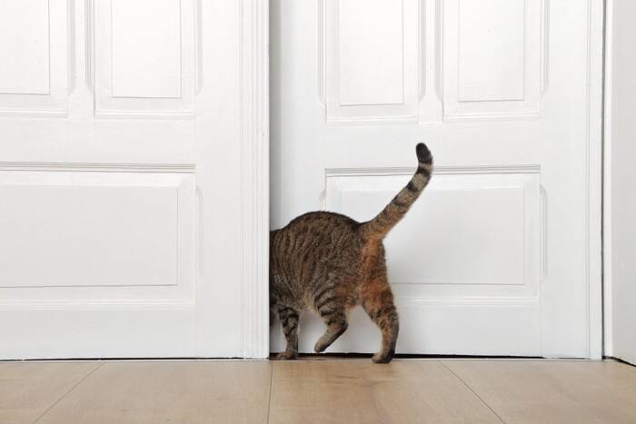猫の『頭の良さ』に感心させられる瞬間3つ　想像以上に考えて生きている？賢い行動が取れる理由もご紹介
