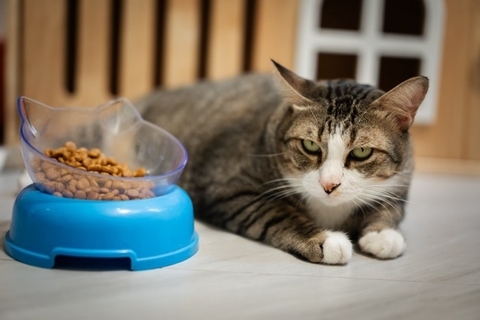 猫の『生理現象』から異変を見抜く方法4つ　見逃せないサインや普段から確認すべき理由