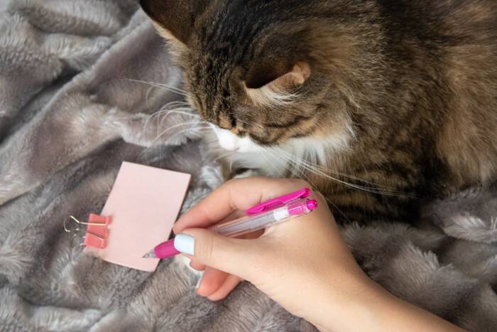 猫の『生理現象』から異変を見抜く方法4つ　見逃せないサインや普段から確認すべき理由