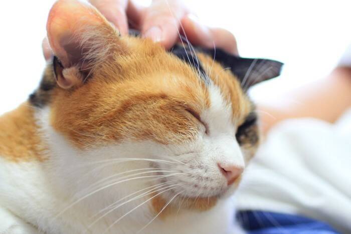 猫の『生理現象』から異変を見抜く方法4つ　見逃せないサインや普段から確認すべき理由