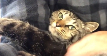 出勤時間が迫るパパ→猫が膝の上に乗ってきた結果…「甘え方が半端ないｗ」想像以上の『全力阻止』が可愛すぎると反響「行きにくいね～ｗ」