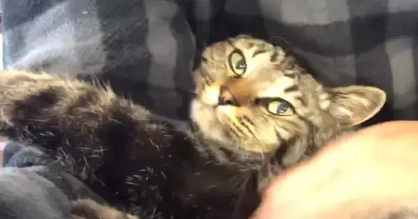 出勤時間が迫るパパ→猫が膝の上に乗ってきた結果…「甘え方が半端ないｗ」想像以上の『全力阻止』が可愛すぎると反響「行きにくいね～ｗ」