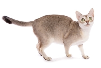 『体の大きさ』が特徴的な猫種5選　性格の傾向から飼い方のポイントまで
