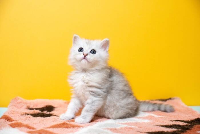 『体の大きさ』が特徴的な猫種5選　性格の傾向から飼い方のポイントまで