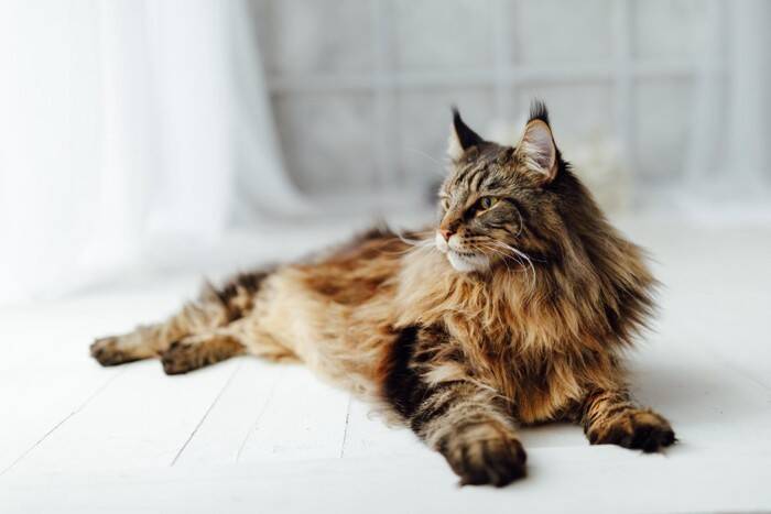 『体の大きさ』が特徴的な猫種5選　性格の傾向から飼い方のポイントまで