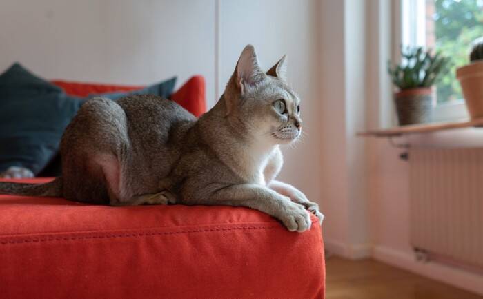 『体の大きさ』が特徴的な猫種5選　性格の傾向から飼い方のポイントまで