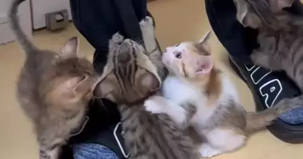 人間のもとに集まってきた『子猫たち』→次々とよじ登り始めて…まるでキャットタワーのような光景に「地味に痛いよねｗ」「羨ましいｗ」の声