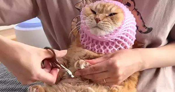 爪切りが大嫌いな猫→果物ネットを使ってみると…思わず笑ってしまう『攻防戦』に「極悪の表情ｗ」「徐々に不機嫌になっててかわいいｗ」と反響