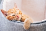 猫の寿命を延ばす『寝床』に必要な5つの条件　良質な睡眠をとるメリットも解説