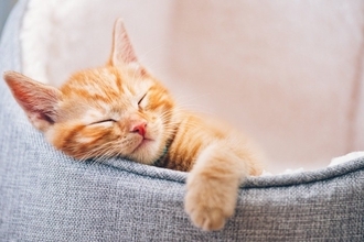 猫の寿命を延ばす『寝床』に必要な5つの条件　良質な睡眠をとるメリットも解説