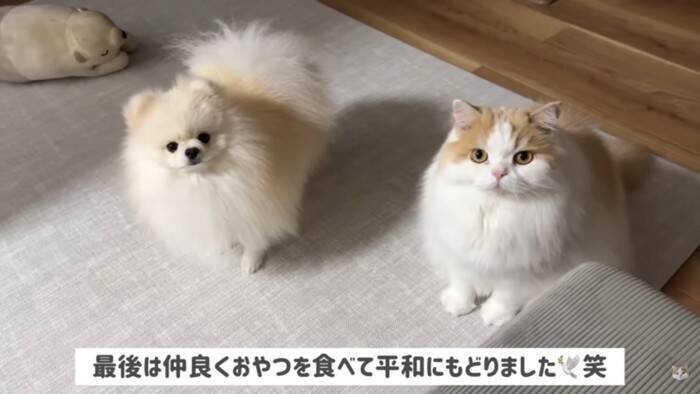 猫を抱き上げて『爪切り』していたら、犬が勘違いして…悶絶必須の尊すぎる姿が12万再生「キレてもただ可愛いw」「優しい世界」の声