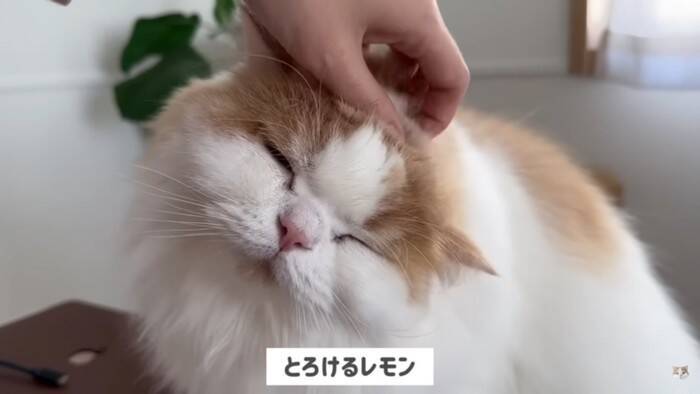 猫を抱き上げて『爪切り』していたら、犬が勘違いして…悶絶必須の尊すぎる姿が12万再生「キレてもただ可愛いw」「優しい世界」の声