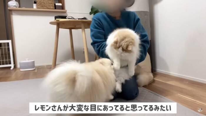 猫を抱き上げて『爪切り』していたら、犬が勘違いして…悶絶必須の尊すぎる姿が12万再生「キレてもただ可愛いw」「優しい世界」の声