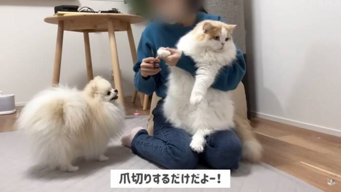 猫を抱き上げて『爪切り』していたら、犬が勘違いして…悶絶必須の尊すぎる姿が12万再生「キレてもただ可愛いw」「優しい世界」の声
