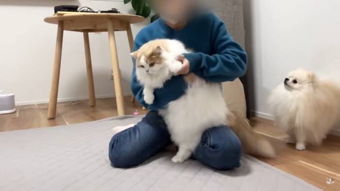 猫を抱き上げて『爪切り』していたら、犬が勘違いして…悶絶必須の尊すぎる姿が12万再生「キレてもただ可愛いw」「優しい世界」の声