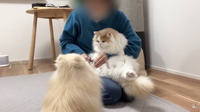 猫を抱き上げて『爪切り』していたら、犬が勘違いして…悶絶必須の尊すぎる姿が12万再生「キレてもただ可愛いw」「優しい世界」の声