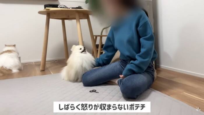 猫を抱き上げて『爪切り』していたら、犬が勘違いして…悶絶必須の尊すぎる姿が12万再生「キレてもただ可愛いw」「優しい世界」の声