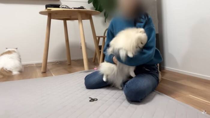 猫を抱き上げて『爪切り』していたら、犬が勘違いして…悶絶必須の尊すぎる姿が12万再生「キレてもただ可愛いw」「優しい世界」の声
