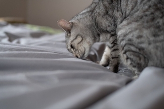 猫が『布団に粗相』してしまう理由5選　ニオイを取り除く方法や再発防止策もご紹介