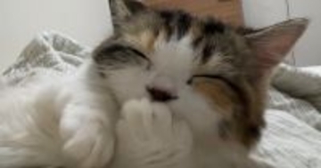 おててをちゅぱちゅぱと吸う子猫→近くで撮影してみると…思わず"癒される光景"が39万再生「重低音すぎるｗｗ」「ストレスが消えた」と話題