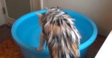 シャンプーを終えた三毛猫→タライにお湯を張ると…信じられない『驚きの行動』が58万再生「衝撃的だった」「ウソって思わず声が出た」