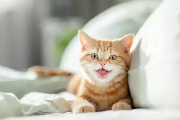 猫のことを『あだ名』で呼んでも大丈夫？混乱させないために注意すべきこと5つ