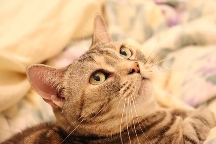 猫のことを『あだ名』で呼んでも大丈夫？混乱させないために注意すべきこと5つ