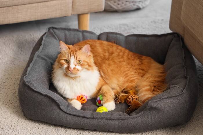 猫が『物を隠したがる』理由3つ　考えられる心理や習性、隠し場所の特徴まで