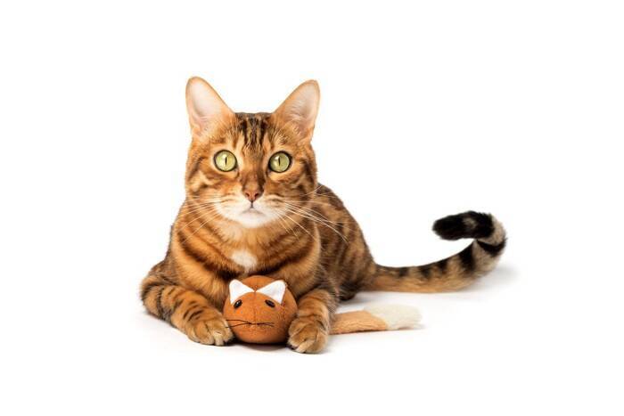 猫が『物を隠したがる』理由3つ　考えられる心理や習性、隠し場所の特徴まで