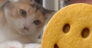 大好きな猫と『久しぶりに会った弟さん』→顔を近づけてみたら……笑ってしまう展開に「やられ待ちやんｗ」「良いとこ狙ってるねｗ」の声