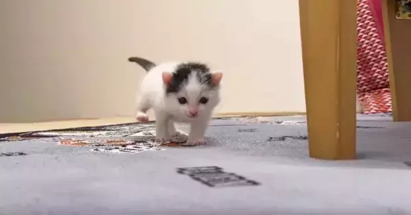ようやく目が見えてきた『赤ちゃん猫』→よちよち歩きで…『尊い瞬間』に涙が出てくると４万いいね「曇り無き目で進む姿に号泣」「愛しすぎる」