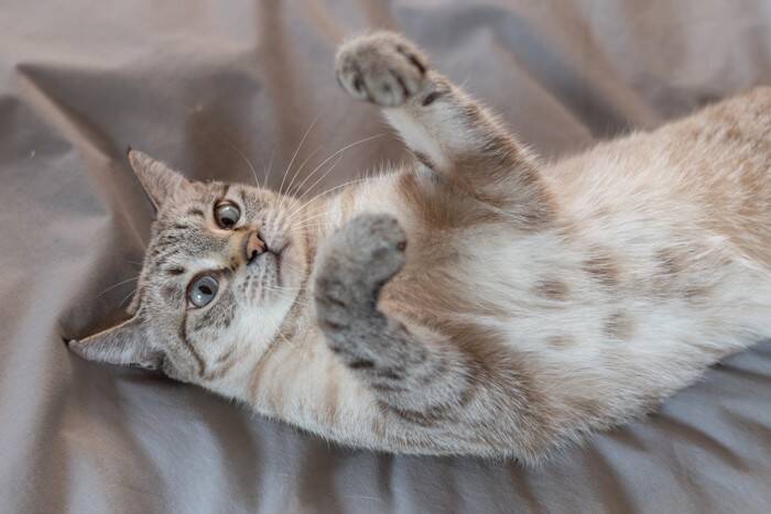 猫が『仰向け』で寝転がっているときの理由5つ　どんな意味があるの？上手な接し方まで