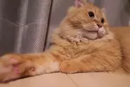 猫が『猫パンチ』をするときの理由3つ　怒っているとは限らない？気持ちの見分け方と対処法も
