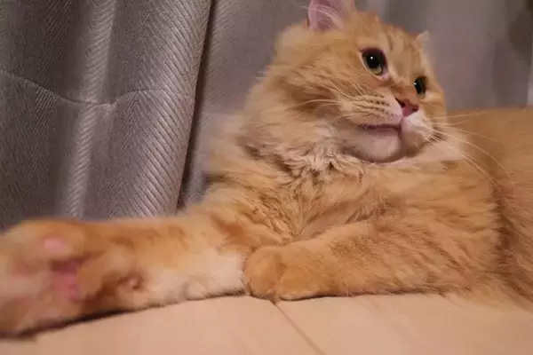 猫が『猫パンチ』をするときの理由3つ　怒っているとは限らない？気持ちの見分け方と対処法も